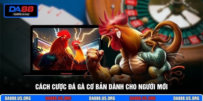 Cách cược đá gà cơ bản dành cho người mới Cách cược đá gà cơ bản dành cho người mới