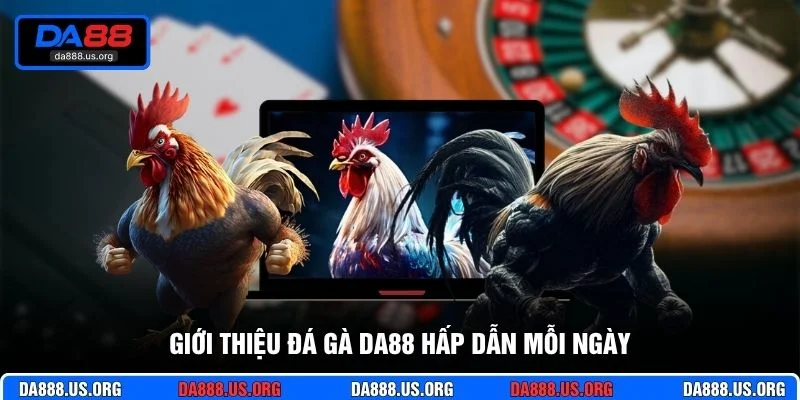 Giới thiệu đá gà DA88 hấp dẫn mỗi ngày
